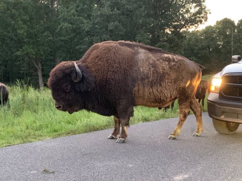 A large bison stands on a road beside a parked truck, surrounded by greenery in the background.