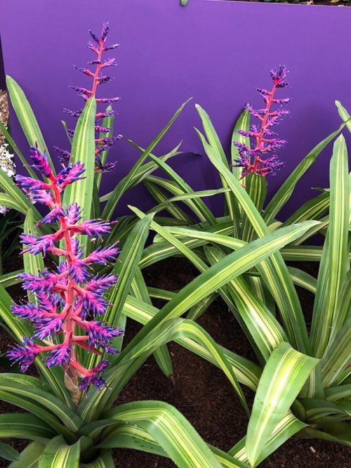 Vibrant purple and pink flowers with green and yellow striped leaves against a purple background.