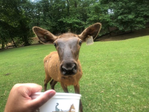 A close-up of a curious deer approaching a person holding a cup in a grassy area surrounded by trees.