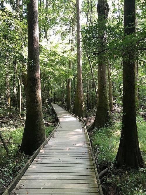 A wooden boardwalk winding through a lush green forest with tall trees and dappled sunlight.