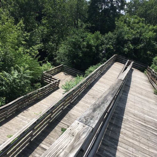 A wooden walkway winding through lush greenery, surrounded by trees and plants in a natural setting.