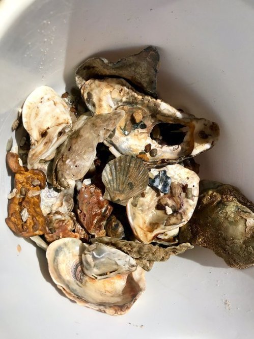 A bowl filled with various oyster shells and a single scallop shell among them.