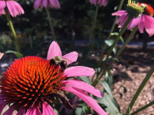 A bee perched on a vibrant orange and red coneflower, surrounded by pink petals and green foliage.