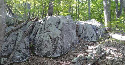 Large, moss-covered rocks surrounded by lush green trees and fallen leaves in a forested area.