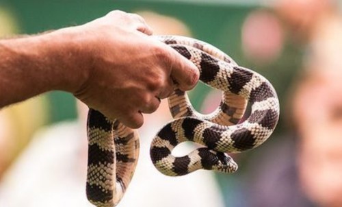 A person holds a patterned snake in their hand, showcasing its distinctive black and white markings.