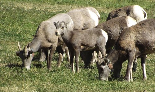 A group of bighorn sheep grazing on green grass in a sunny field.