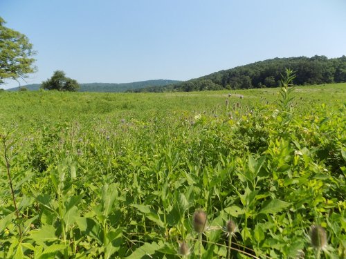A lush green field with wildflowers, rolling hills in the background, and a clear blue sky above.