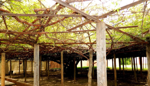 A wooden pergola covered with lush green vines, creating a shaded area beneath.