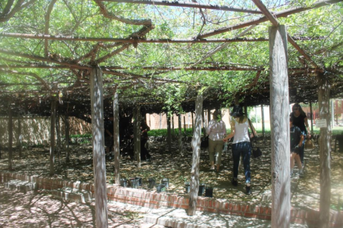 People walking under a shaded pergola covered with lush green vines, creating a serene outdoor space.