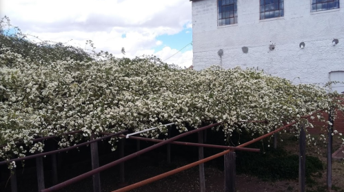 A lush, flowering vine covers a wooden structure, with a white building in the background under a cloudy sky.
