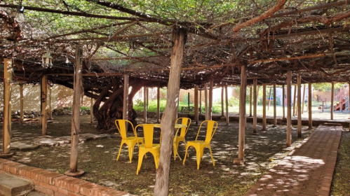 A shaded outdoor area with yellow chairs under a vine-covered structure, surrounded by greenery.