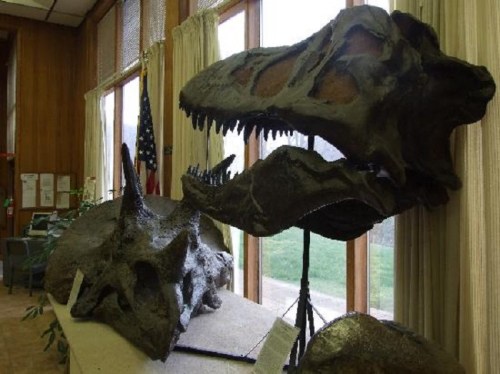 A large dinosaur skull and fossil displayed indoors, with an American flag visible in the background.