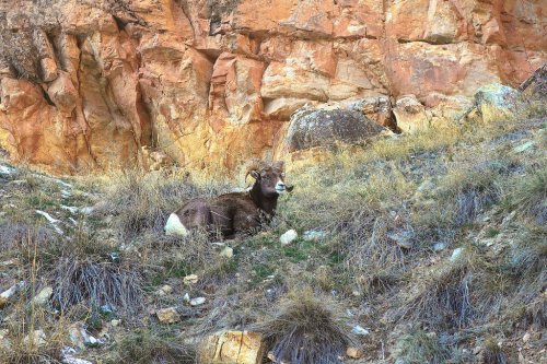 A bighorn sheep resting on rocky terrain with a backdrop of cliffs and sparse grass.