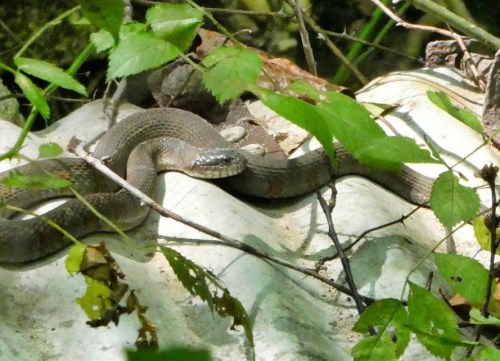 A snake resting on a weathered surface, surrounded by green leaves and foliage.