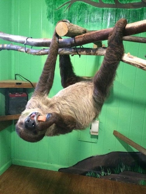 A sloth hanging upside down on a branch in a green room, with a playful expression on its face.