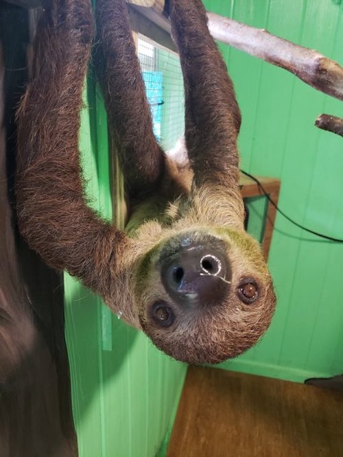 A sloth hanging upside down from a branch, with a curious expression, in a green indoor habitat.