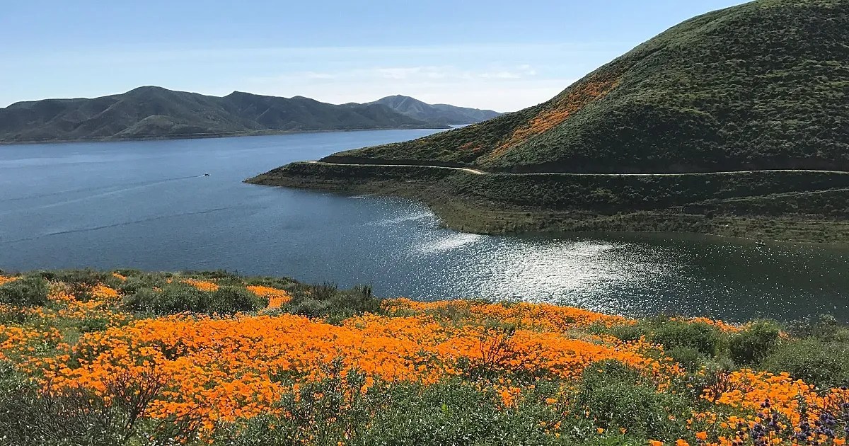 Wildflower Trail, Diamond Lake