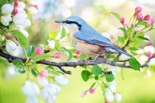 A small blue and orange bird perched on a branch with pink and white blossoms in a soft, blurred background.