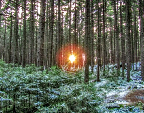 Sunlight filters through tall trees in a serene forest, illuminating the ground covered with snow and greenery.