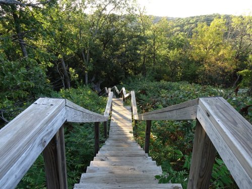 A wooden staircase descends through lush greenery, leading into a forested area under soft sunlight.