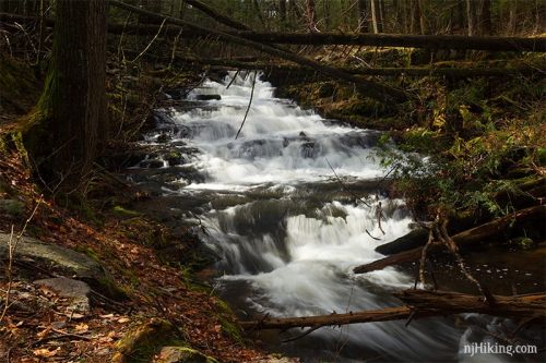 A serene stream flows over rocks, surrounded by lush greenery and fallen branches in a tranquil forest setting.