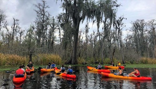 Group of people kayaking in a swamp, surrounded by trees draped in Spanish moss and tall grasses.