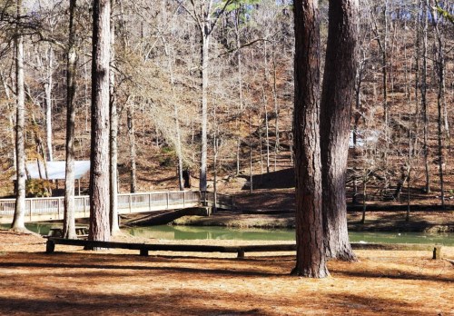 A serene forest scene with tall trees, a wooden bridge over a calm pond, and a hillside covered in fallen leaves.