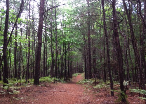A serene forest path lined with tall trees and lush greenery, leading into a tranquil, wooded area.
