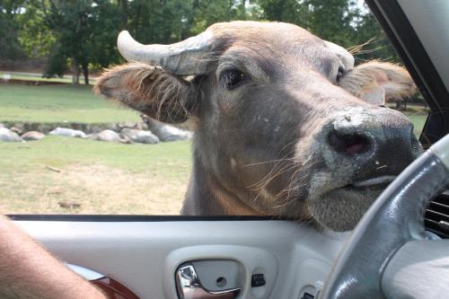 A close-up of a curious buffalo leaning into a car window, with green grass and trees in the background.