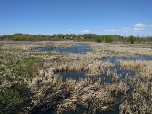 A serene wetland landscape with tall grasses, water channels, and trees under a clear blue sky.