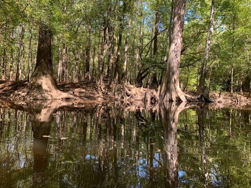 A serene river scene with trees reflecting in calm water, surrounded by lush greenery.