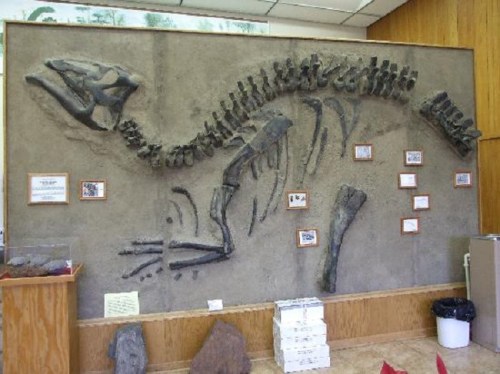 Fossilized dinosaur skeleton displayed on a wall, with informational plaques and a wooden panel background.