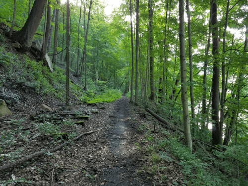 A serene forest path lined with tall trees and lush greenery, leading through a peaceful wooded area.