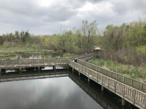 A wooden boardwalk winds through a wetland area, surrounded by greenery and reflecting in the calm water below.