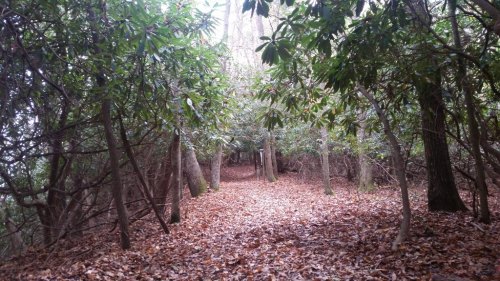 A serene forest path surrounded by trees and lush greenery, with a carpet of fallen leaves on the ground.
