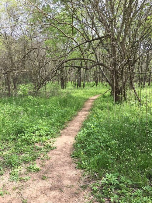 A winding dirt path through a lush green forest with trees and undergrowth on either side.
