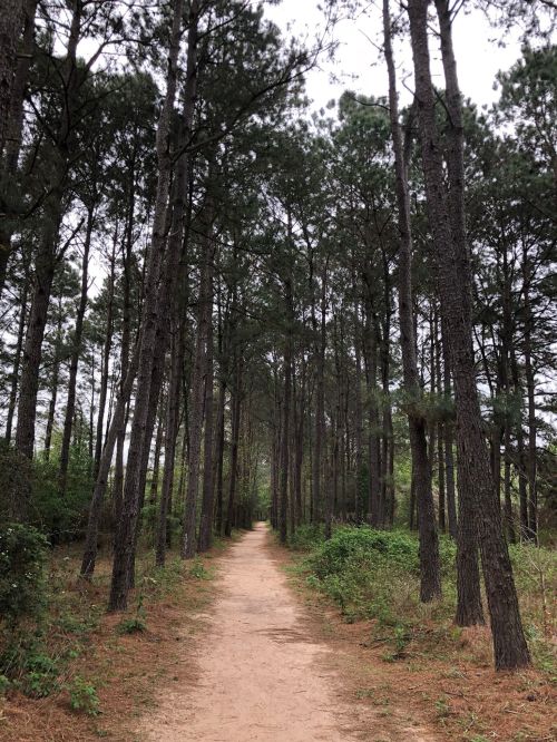 A sandy path winds through tall pine trees, surrounded by greenery under a cloudy sky.