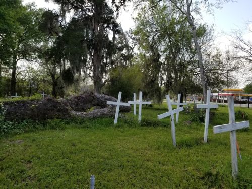 A grassy area with several white wooden crosses and a fallen tree, surrounded by trees and Spanish moss.