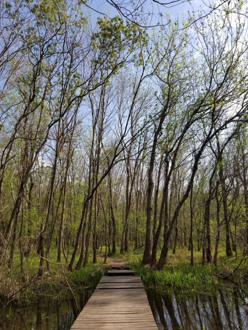 A wooden boardwalk leads through a lush, green forest with tall trees and a clear blue sky above.