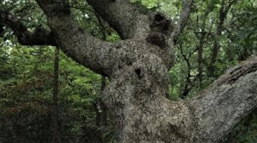 A close-up of a gnarled tree trunk with textured bark, surrounded by lush green foliage.