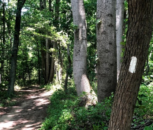 A dirt path winds through a lush green forest, flanked by tall trees marked with white paint.