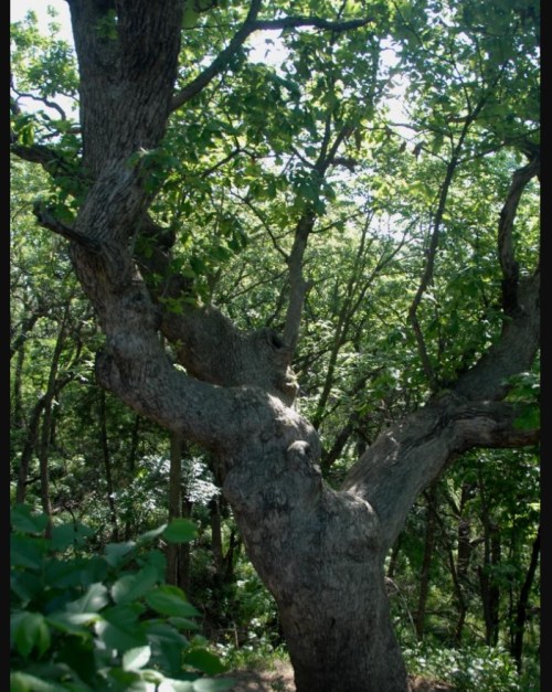 A large, gnarled tree with thick branches and lush green leaves in a wooded area.