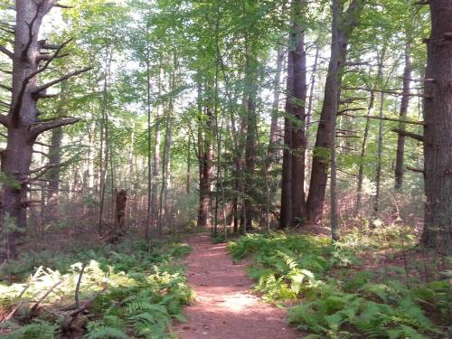A serene forest path surrounded by tall trees and lush green ferns, dappled sunlight filtering through the leaves.
