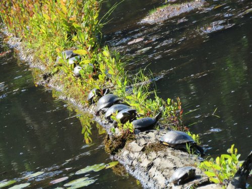 A line of turtles basking on a log in a calm pond, surrounded by green plants and water reflections.