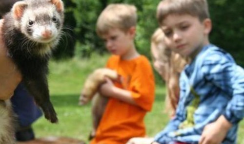 A close-up of a ferret held by a person, with children in the background holding other ferrets outdoors.