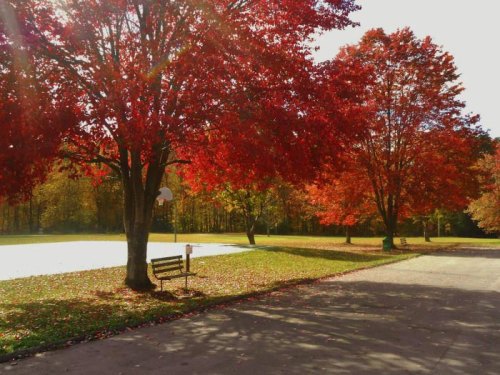 A park scene with vibrant red trees, a bench, and a basketball hoop under a clear blue sky.
