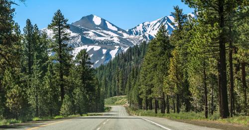 A scenic road lined with tall pine trees, leading to snow-capped mountains under a clear blue sky.
