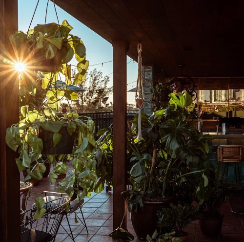 Sunlight filters through hanging plants on a balcony, creating a warm, inviting atmosphere with city views in the background.