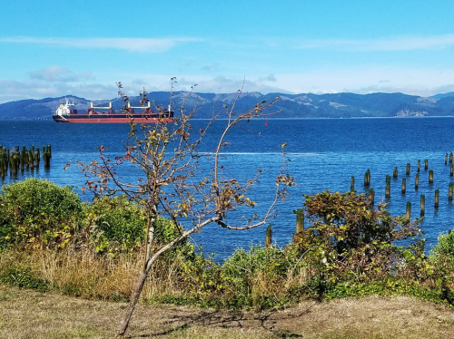 A cargo ship sails on a calm blue bay, with a tree and wooden posts in the foreground and mountains in the background.