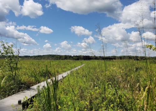 A wooden boardwalk stretches through a lush green field under a bright blue sky with fluffy white clouds.